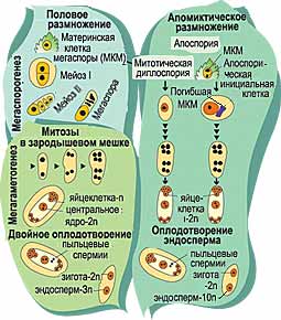БУДЕТ ЛИ СЛЕДУЮЩАЯ "ЗЕЛЕНАЯ РЕВОЛЮЦИЯ"?
